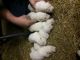 German Shepherd Puppies for sale in Siloam Springs, AR 72761, USA. price: NA