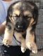 German Shepherd Puppies for sale in Castle Pines, CO 80108, USA. price: NA