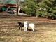 German Shepherd Puppies for sale in Woodbury, TN 37190, USA. price: $600