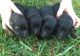 German Shepherd Puppies for sale in Fredericksburg, VA 22401, USA. price: $850