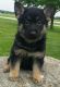 German Shepherd Puppies for sale in Court Pl, Denver, CO, USA. price: NA