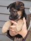 German Shepherd Puppies for sale in Oshkosh, WI, USA. price: $700