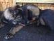 German Shepherd Puppies for sale in Ivanhoe, IL 60060, USA. price: $1,800