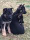 German Shepherd Puppies for sale in Pinckney, MI 48169, USA. price: $1,100