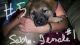 German Shepherd Puppies for sale in Muncie, IN, USA. price: NA