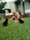 German Shepherd Puppies for sale in Fort Lauderdale, FL, USA. price: NA