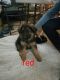 German Shepherd Puppies for sale in Apple Valley, CA 92308, USA. price: NA