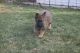 German Shepherd Puppies for sale in Allen Park, MI, USA. price: $1,200