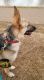 German Shepherd Puppies for sale in Atoka, TN, USA. price: NA