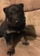 German Shepherd Puppies for sale in Anderson, MO 64831, USA. price: NA