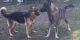 German Shepherd Puppies for sale in Hilton Head Island, SC 29938, USA. price: NA