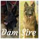 German Shepherd Puppies for sale in Indian Trail, NC, USA. price: NA