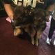 German Shepherd Puppies for sale in Akron, OH, USA. price: NA