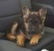 German Shepherd Puppies for sale in Taylorsville, KY 40071, USA. price: NA