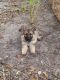 German Shepherd Puppies for sale in Hernando County, FL, USA. price: NA