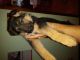 German Shepherd Puppies for sale in Gary, IN 46409, USA. price: $1,050
