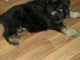 German Shepherd Puppies for sale in NC-54, Burlington, NC 27215, USA. price: $500