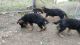 German Shepherd Puppies for sale in San Antonio, TX 78253, USA. price: $1,200