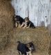 German Shepherd Puppies for sale in Nappanee, IN 46550, USA. price: NA