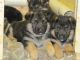 German Shepherd Puppies for sale in Osceola, IA 50213, USA. price: $800