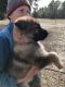 German Shepherd Puppies for sale in Windsor, SC 29856, USA. price: NA