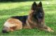 German Shepherd Puppies for sale in Middletown, OH, USA. price: NA