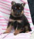 German Shepherd Puppies for sale in Mountain View, CA, USA. price: NA