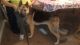 German Shepherd Puppies for sale in Warsaw, OH 43844, USA. price: NA