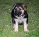 German Shepherd Puppies for sale in Fredericksburg, TX 78624, USA. price: NA