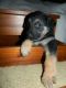 German Shepherd Puppies for sale in Tri-Cities, WA, USA. price: $500