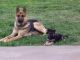 German Shepherd Puppies for sale in Drakes Branch, VA 23937, USA. price: $1,250