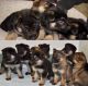 German Shepherd Puppies for sale in MD-355, Bethesda, MD, USA. price: NA