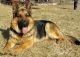 German Shepherd Puppies for sale in Carson City, MI 48811, USA. price: NA