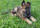 German Shepherd Puppies for sale in Lake City, FL, USA. price: NA