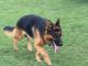 German Shepherd Puppies for sale in Lillington, NC 27546, USA. price: NA