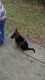 German Shepherd Puppies for sale in Bonita Springs, FL 34133, USA. price: NA