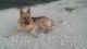 German Shepherd Puppies for sale in Liberty Hill, TX 78642, USA. price: $700