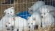 German Shepherd Puppies for sale in Thornburg, VA 22551, USA. price: NA
