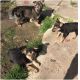 German Shepherd Puppies for sale in Kissimmee, FL, USA. price: $500