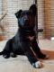 German Shepherd Puppies for sale in Lagrange, OH 44050, USA. price: $1,000
