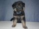 German Shepherd Puppies for sale in Logan, OH 43138, USA. price: NA