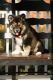 German Shepherd Puppies for sale in Lowell, MI 49331, USA. price: $1,500