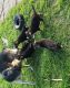German Shepherd Puppies for sale in Waxahachie, TX, USA. price: NA