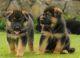 German Shepherd Puppies for sale in Richmond, VA, USA. price: NA