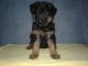 German Shepherd Puppies for sale in Logan, OH 43138, USA. price: NA