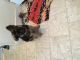 German Shepherd Puppies for sale in Rochester, MN, USA. price: NA