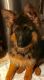 German Shepherd Puppies for sale in Gainesville, GA, USA. price: NA