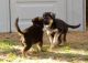 German Shepherd Puppies for sale in Fort Lauderdale, FL, USA. price: NA