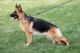 German Shepherd Puppies for sale in Sterling Heights, MI, USA. price: NA