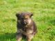 German Shepherd Puppies for sale in Wisconsin Dells, WI, USA. price: NA